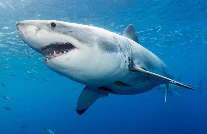 雅典表大力赞助全球鲨鱼保护工作，甚至创作出以鲨鱼为主题的手表。