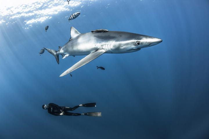 雅典表品牌挚友Fred Buyle以镜头展现深海生物与自由潜水之美