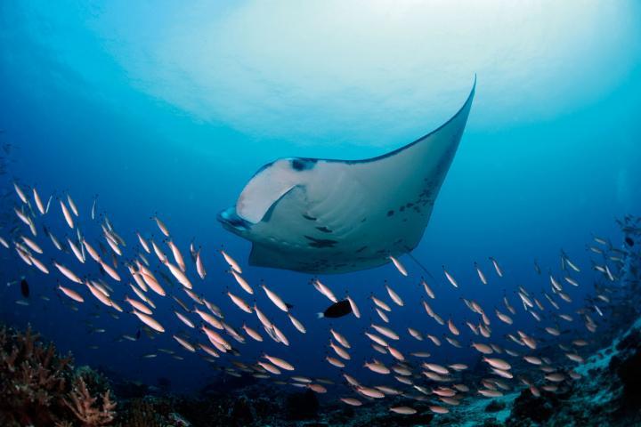 岛礁魔鬼鱼, 学名Manta alfredi, 穆拉库岛, 阿里环礁, 马尔代夫 © Guy Stevens, 魔鬼鱼基金会 2015