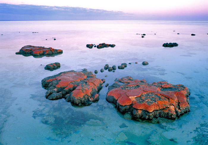 活的红色叠层石图片，鲨鱼湾（Shark Bay）- 澳大利亚。 © Mark Boyle