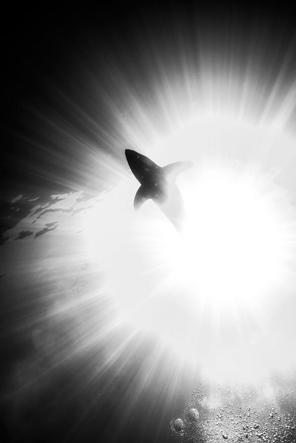 潜于深海的大白鲨