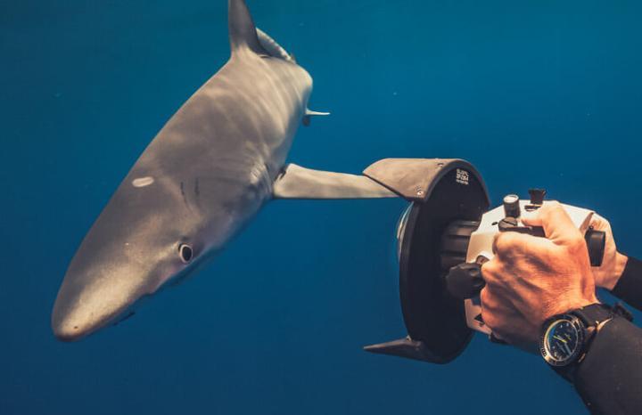 雅典表以濒危的鲨鱼物种——柠檬鲨做为新款限量潜水表的创作主题