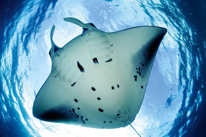 岛礁魔鬼鱼, 学名Manta alfredi, 海面喂食, 达罗斯岛, 安米尔安特群岛, 塞舌尔 © Guy Stevens, 魔鬼鱼基金会 2016