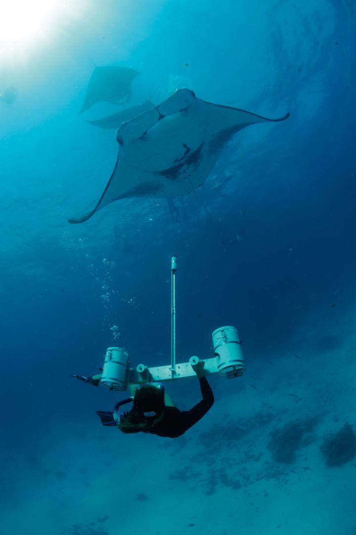 研究员用立体相机测量魔鬼鱼, 哈尼法鲁海湾, 芭环礁, 马尔代夫 © Guy Stevens, 魔鬼鱼基金会 2012