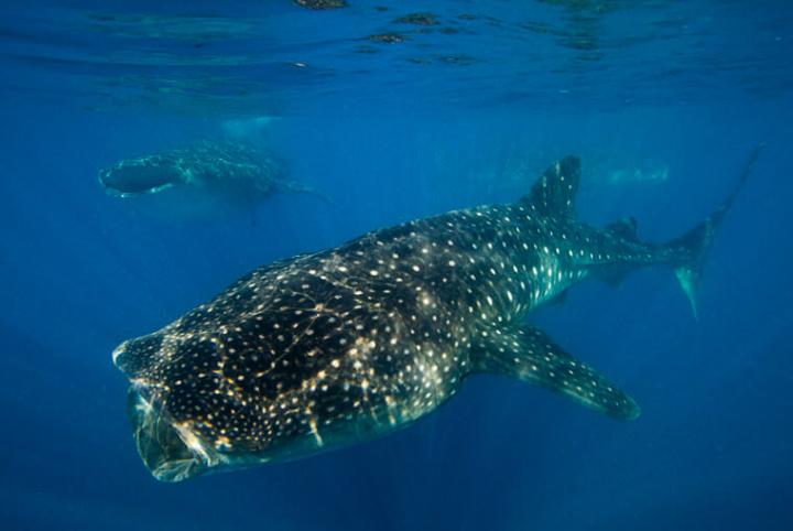 目前所剩无几的鲸鲨为美国2270个濒危物种和受威胁物种之一，对其环境生态的保护工作刻不容缓